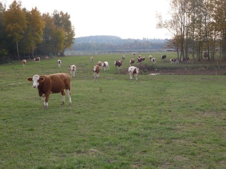 Centar za stočarstvo 03