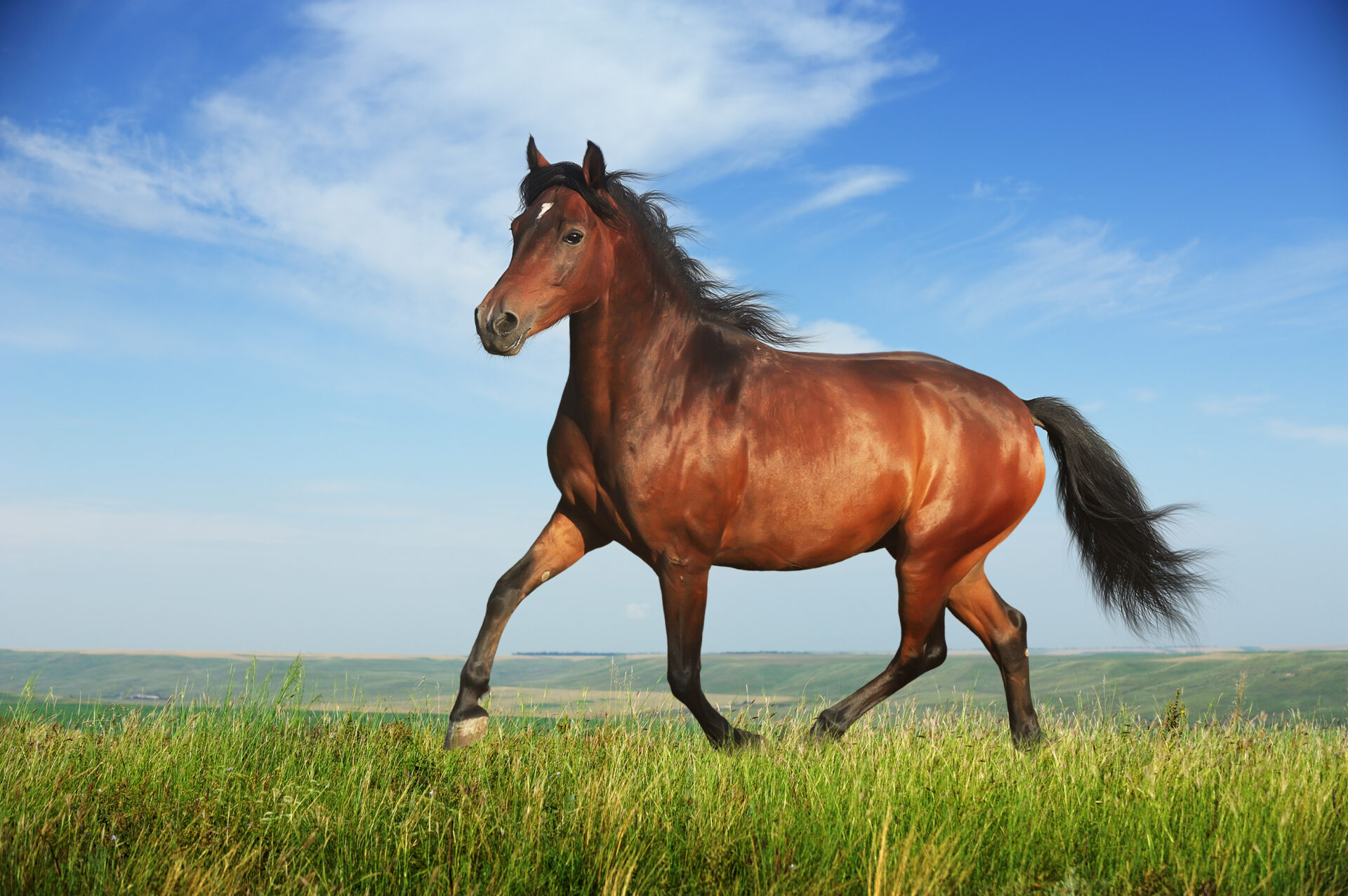 Лошади 9 лет. Гнедой Мустанг. Зеброидный гнедой Мустанг. Красивые лошади. Коричневая лошадь.