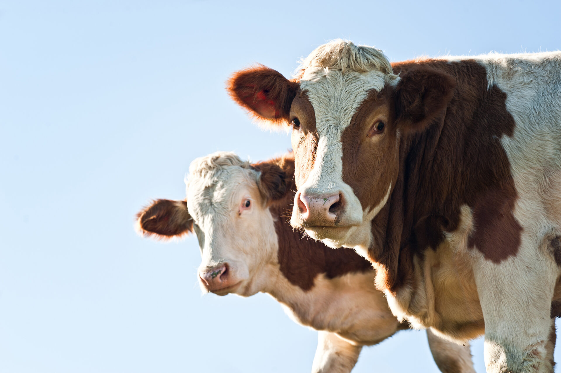 Najava 16. savjetovanja uzgajivača goveda u Republici Hrvatskoj - web  konferencija - Hrvatska agencija za poljoprivredu i hranu